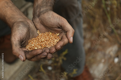 Poor homeless man with wheat grains outdoors, closeup