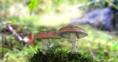 two amanita poisonous mushroom in nature time lapse