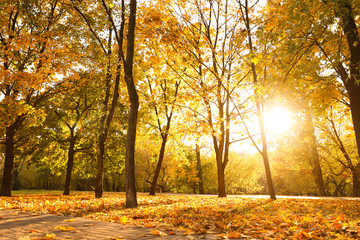 Beautiful trees with bright leaves in park. Autumn season