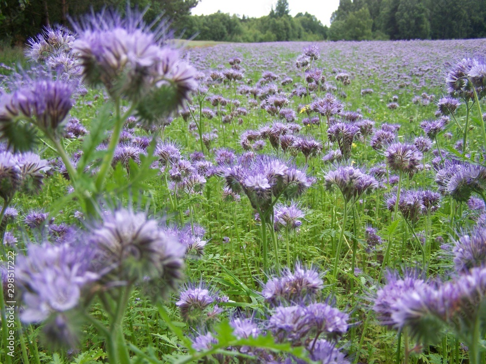 Obraz premium field of flowers