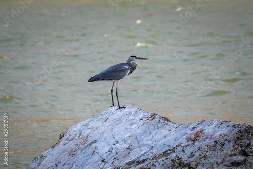 Heron standing on a stone by the river