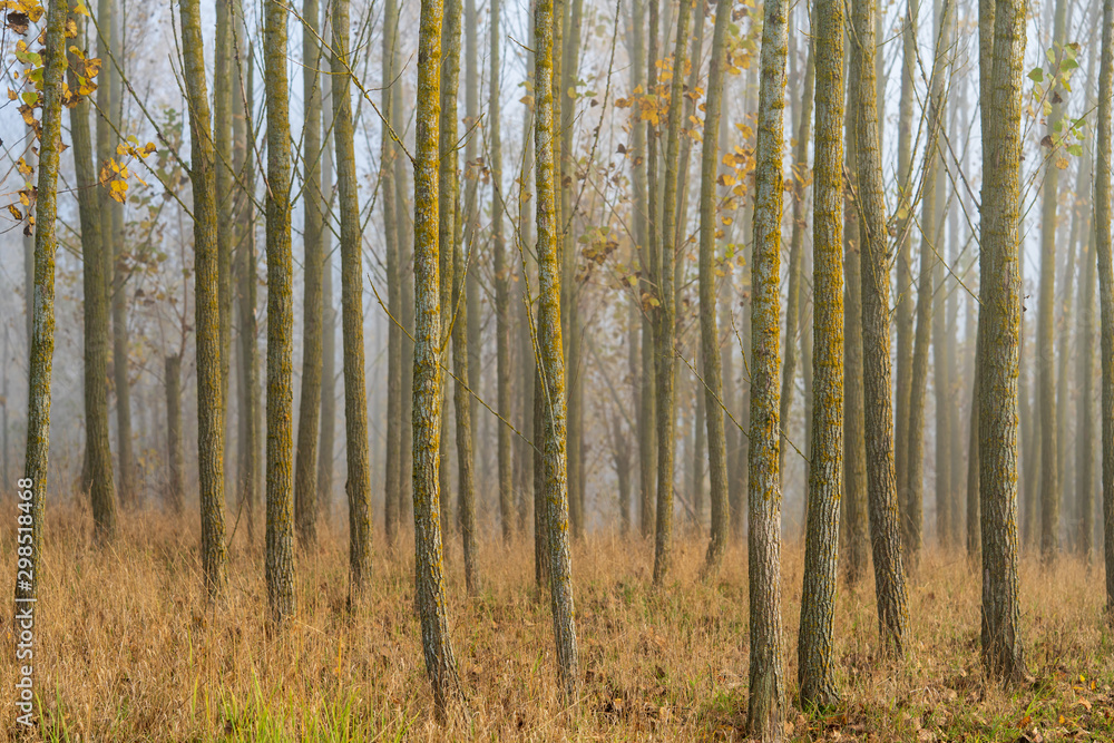 Fototapeta premium Bäume im Spätherbst bei Nebel