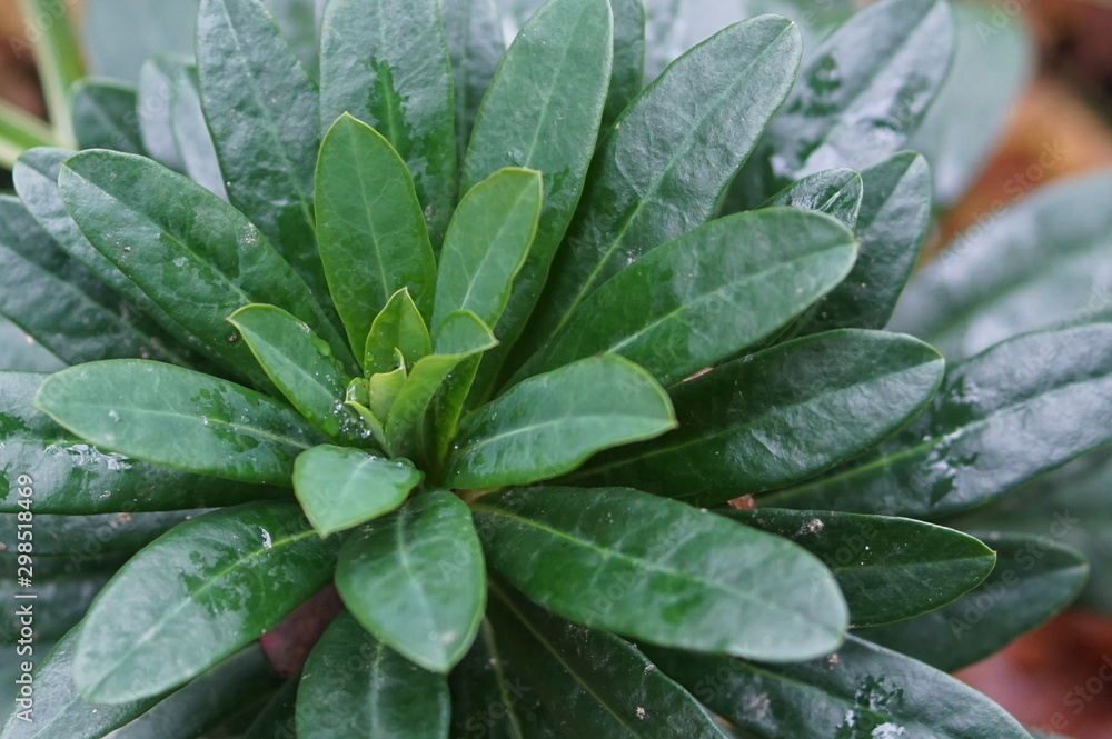 Fototapeta premium green plant