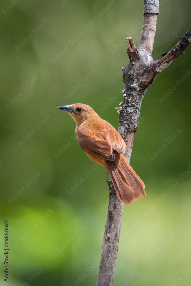 Tachyphonus rufus or White-lined tanager The bird is perched on the branch nice natural environment of wildlife Trinidad and Tobago.. Tachyphonus rufus or White-lined tanager The bird is perched on the branch nice natural environment of wildlife Trinidad and Tobago..