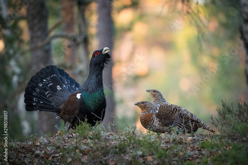 The Western Capercaillie Tetrao urogallus also known as the Wood Grouse Heather Cock or just Capercaillie in the forest is showing off during their lekking season They are in the typical habitat..