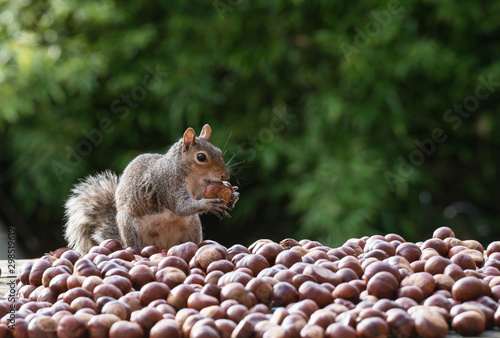 squirrel and nuts