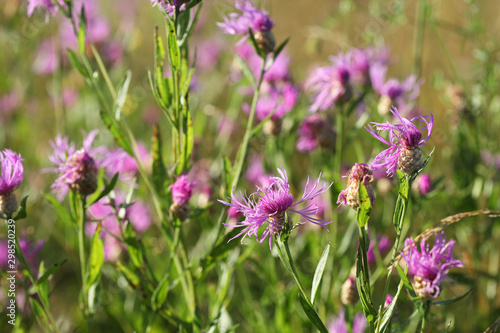 Common Knapweed  Centaurea nigra  on dawn. Selective focus