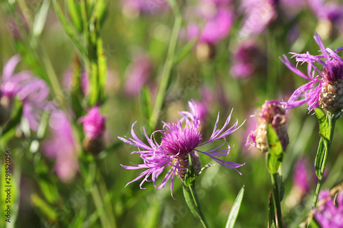 Common Knapweed  Centaurea nigra  on dawn. Selective focus