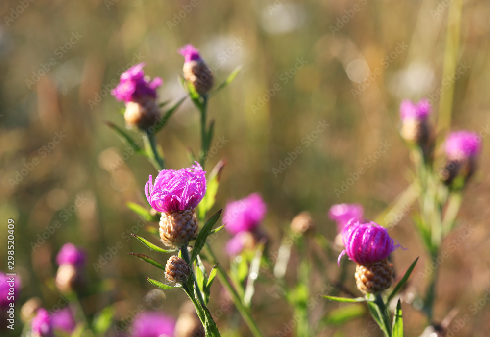 Common Knapweed (Centaurea nigra) on dawn. Selective focus Common Knapweed (Centaurea nigra) on dawn. Selective focus
