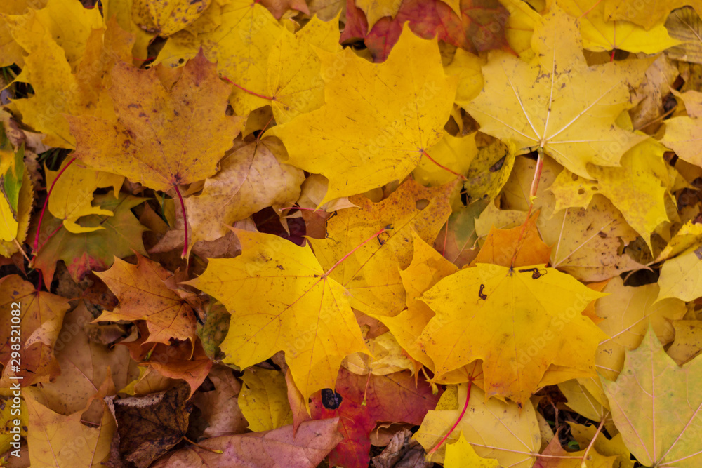 the ground is strewn with yellow leaves, autumn the ground is strewn with yellow leaves, autumn