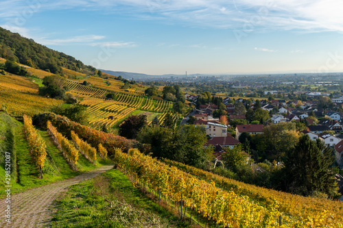 Herbst und herbstliche Farben in den Weinreben von Schriesheim in Baden-W  rttemberg .Aussicht von der Strahlenburg