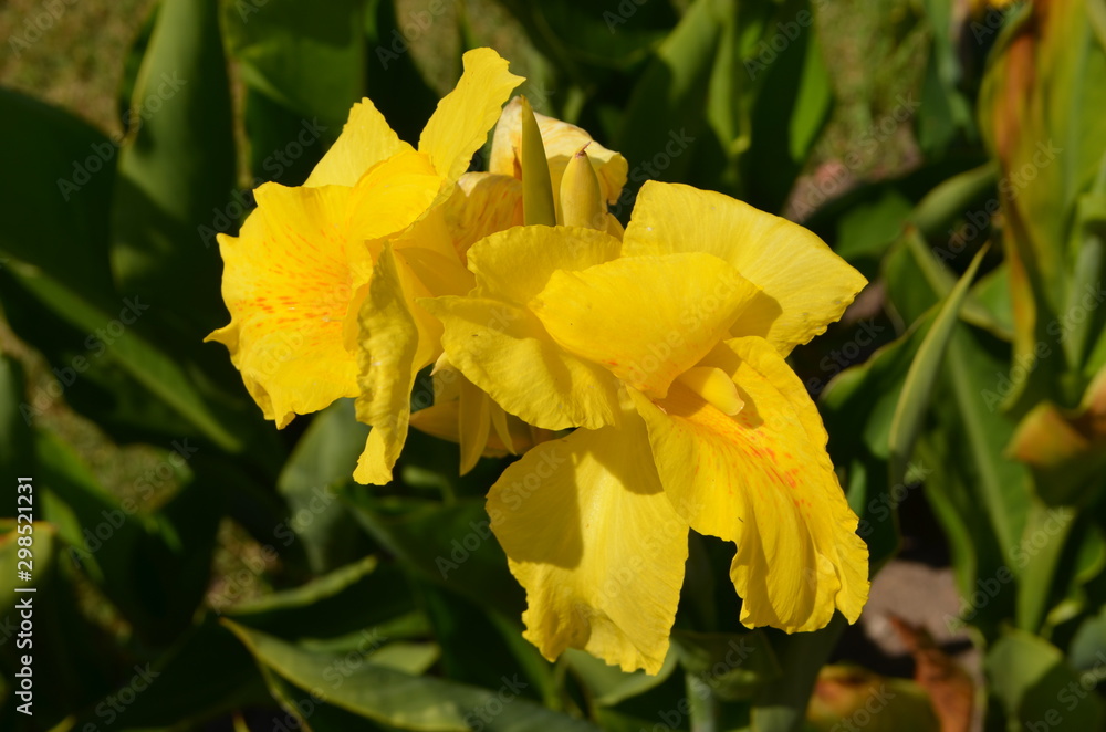 Yellow flowers of Canna indica, commonly known as Indian shot, African arrowroot, edible canna, purple arrowroot or Sierra Leone arrowroot, in soft focus, in a garden in a sunny summer day Yellow flowers of Canna indica, commonly known as Indian shot, African arrowroot, edible canna, purple arrowroot or Sierra Leone arrowroot, in soft focus, in a garden in a sunny summer day