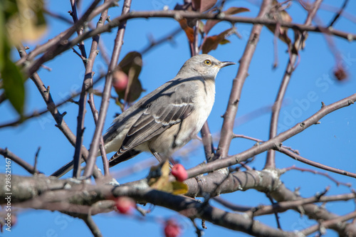 Mockingjay among tree branches