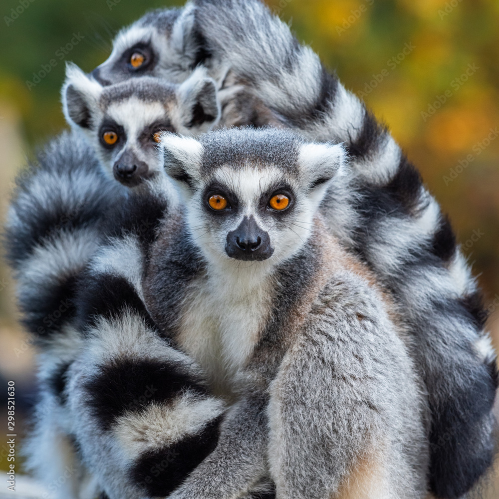 Portrait of a Lemur Catta - obrazy, fototapety, plakaty 