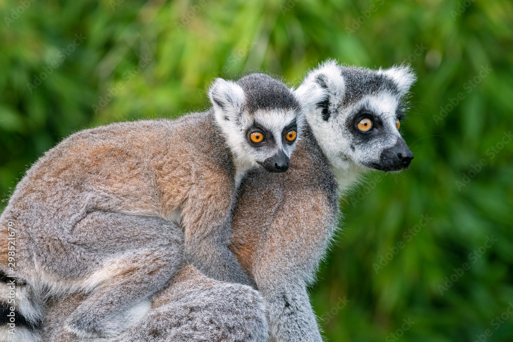 Obraz premium Lemur catta cub on mother's back