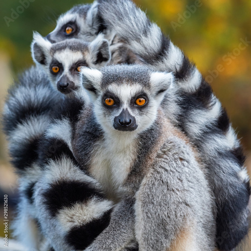 Canvastavla Portrait of a Lemur Catta