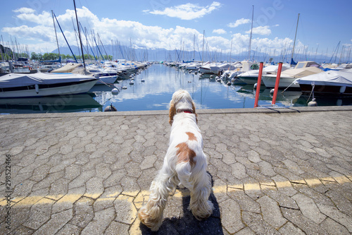 English Cocker Spaniel
