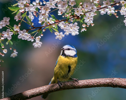 cute beautiful bird tit azure sits in a blooming pink Apple tree branch in th...