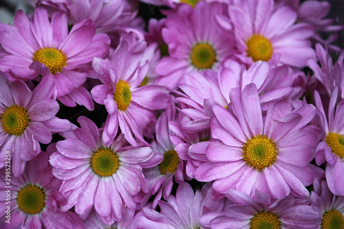 background with a purple chrysanthemums