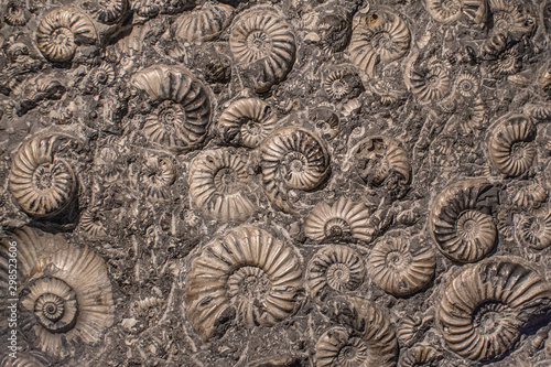 Canvastavla abstract seashell fossil background