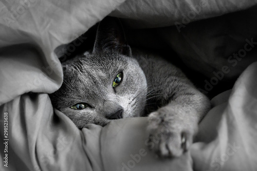 Canvastavla sleepy russian blue cat