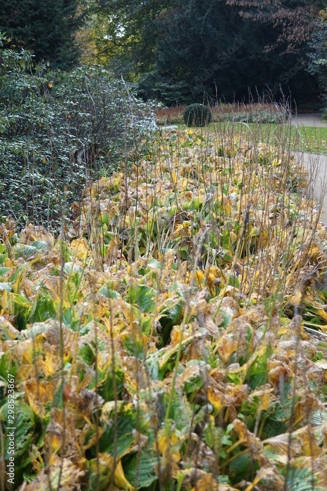 Obraz premium Beete im Park von Gütersloh