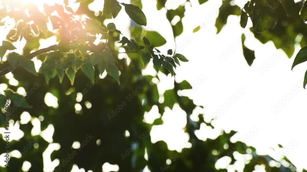 Sunlight shining through the leaves of trees , blur nature background ,bokeh abstract background Sunlight shining through the leaves of trees , blur nature background ,bokeh abstract background