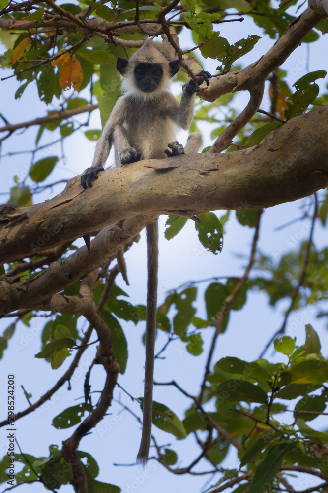 Obraz premium Baby Gray Langur