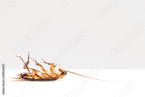 Macro close up one cockroach lay dead isolated on white background, Small brown insect with wing, animal that are dirty, disgust, creepy, disturb, destroy and contagion, Pest control with copy space