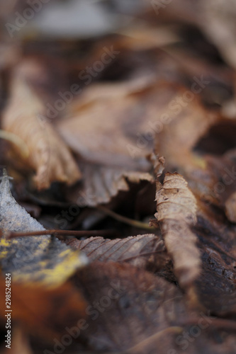 dry leafs on the ground