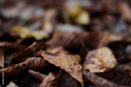 dry leafs on the ground