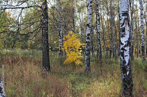 Fototapeta Naklejka Na Ścianę i Meble -  Beautiful autumn landscape. Colorful autumn yellow leaves