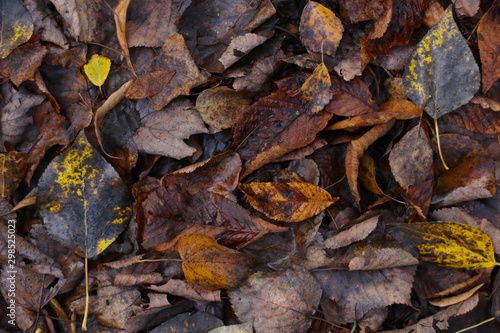 dry leafs on the ground