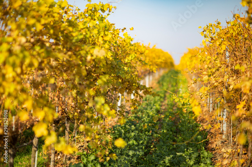 Fototapeta Naklejka Na Ścianę i Meble -  Wine in autumn