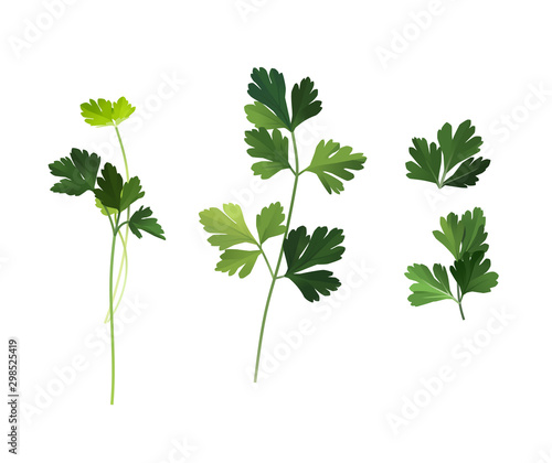 Culinary herb, green fresh parsley leaves