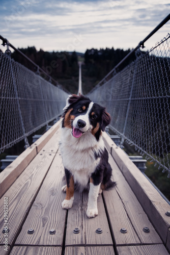 Australian Shepard auf einer Hängebrücke photo