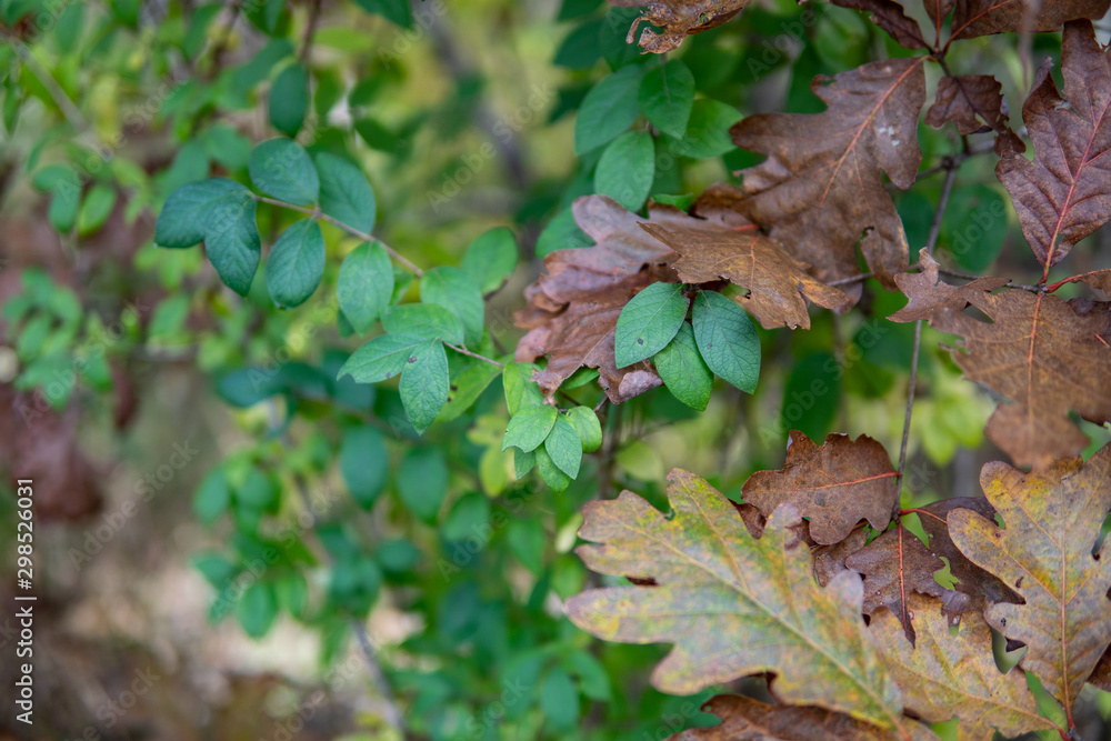 fall leaves fall leaves