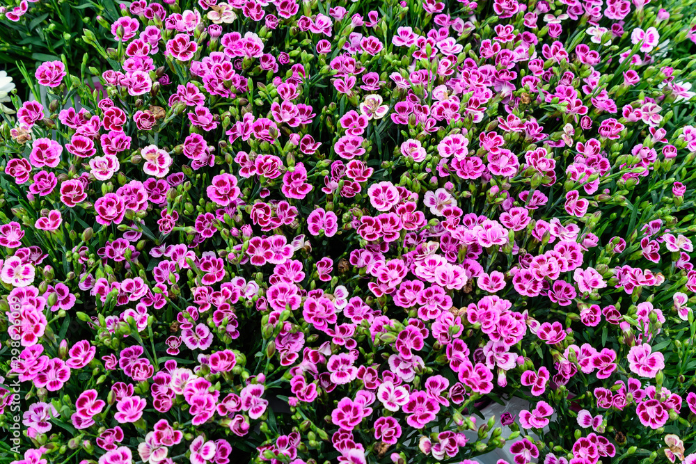 Background with fresh pink carnation flowers (Dianthus caryophyllus) and green leaves, in a garden in a sunny summer day, top view