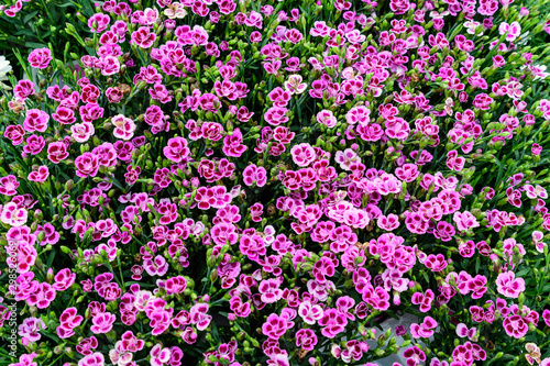 Background with fresh pink carnation flowers  Dianthus caryophyllus  and green leaves  in a garden in a sunny summer day  top view