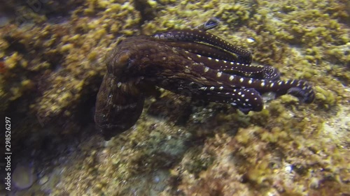 Octopus Swimming Changing Colour Camouflage & Dramatic Pattern On Coral Reef. Graceful Squid Critter Reef Octopus In Sunlit Sea. Colourful Dangerous Marine Life & Beautiful Aquatic Underwater Wildlife