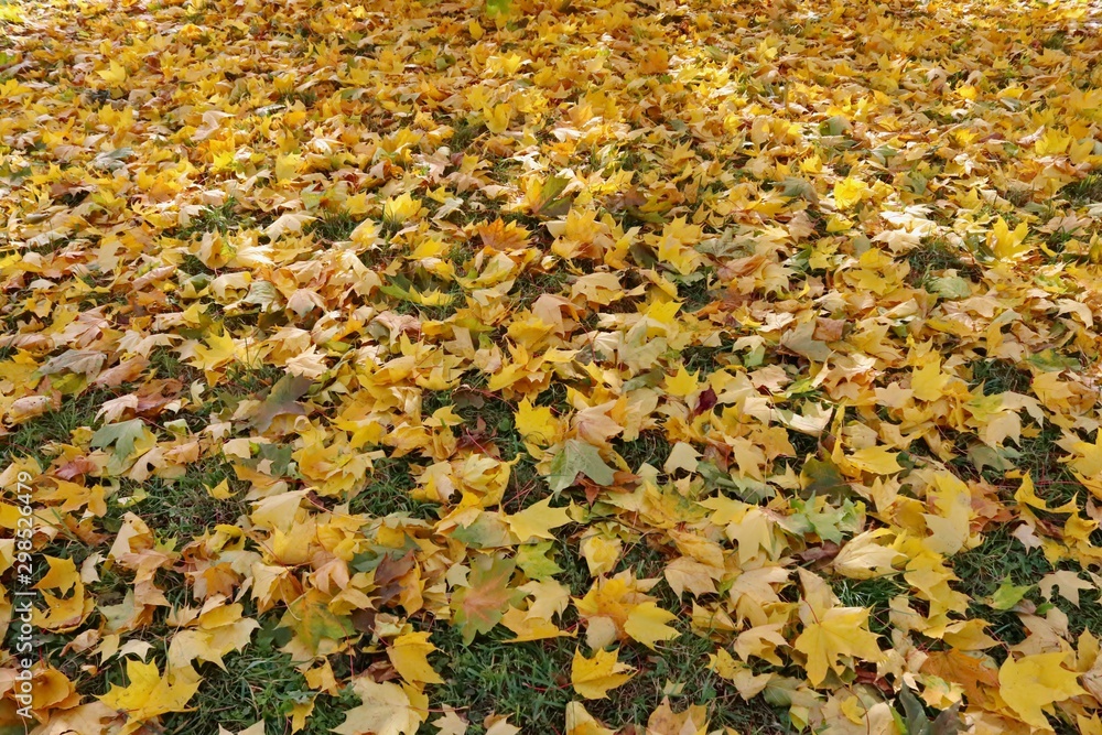 Beautiful autumn landscape. yellow leaves covered the ground