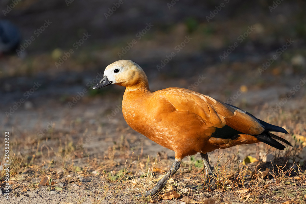 The ruddy shelduck (Tadorna ferruginea), known in India as the Brahminy duck The ruddy shelduck (Tadorna ferruginea), known in India as the Brahminy duck