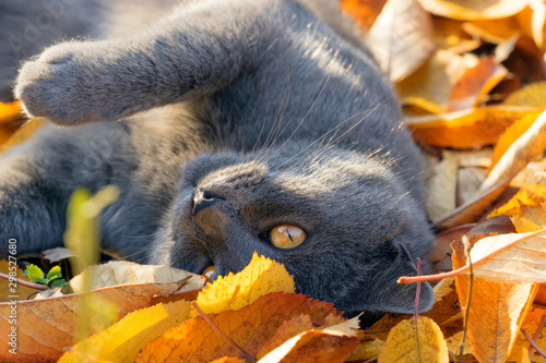 Close-up of a kitten lying in the autumn garden  on the colorful fallen leaves photo