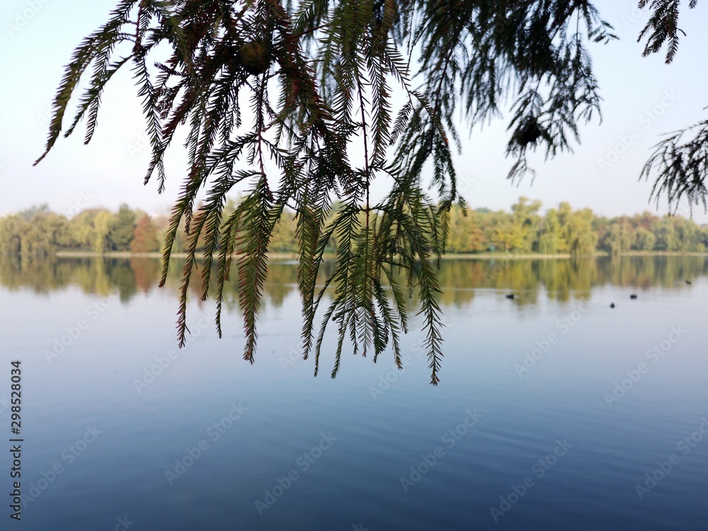 Fototapeta premium Bald cypress branches (Taxodium distichum) with lake in the background, during fall season.