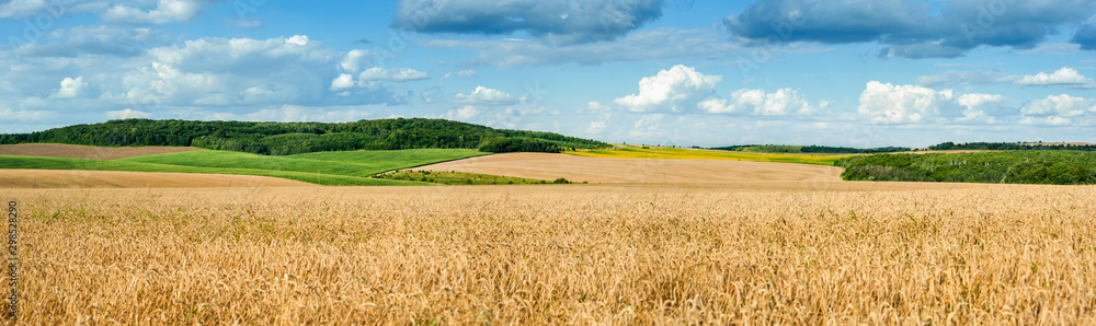 beautiful landscape panoramic view of wheat field, ears and yellow and green hills beautiful landscape panoramic view of wheat field, ears and yellow and green hills