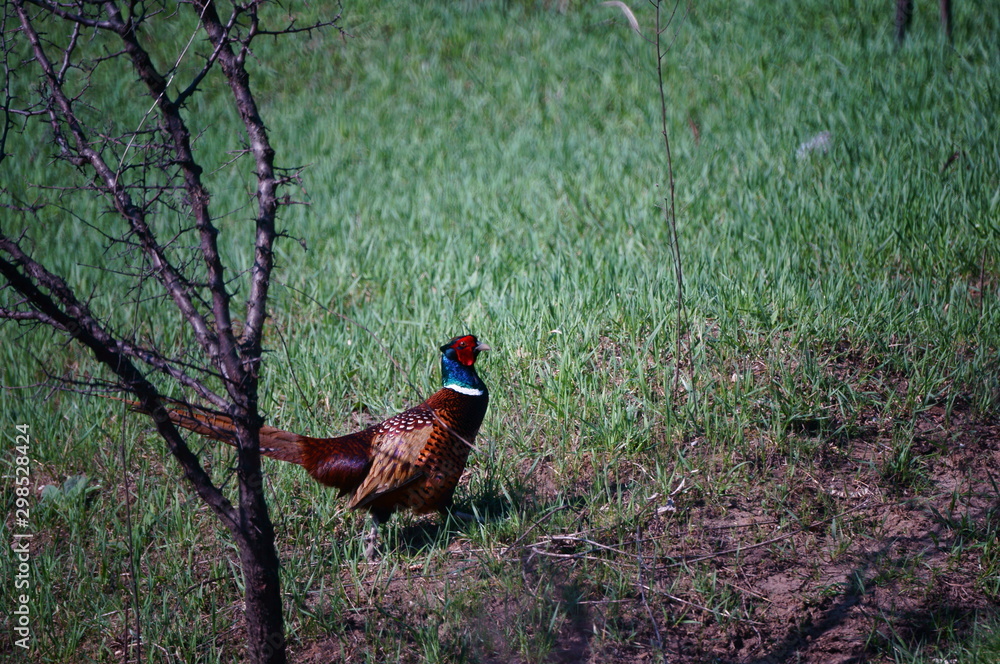Fototapeta premium bird