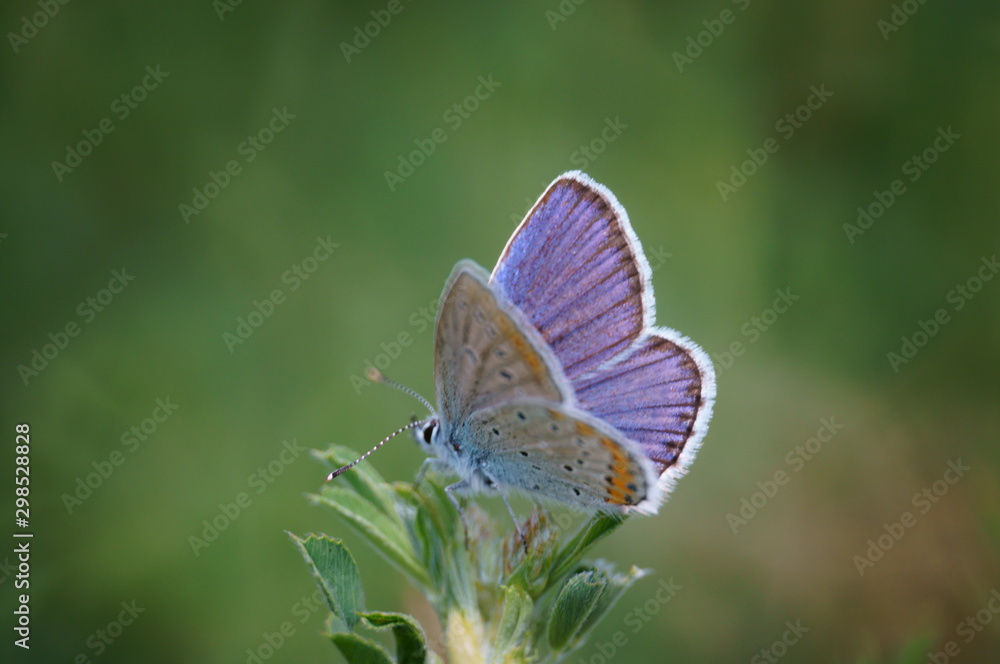Fototapeta premium butterfly on flower