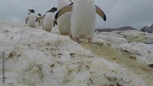 Gentoo Penguins on the beach photo