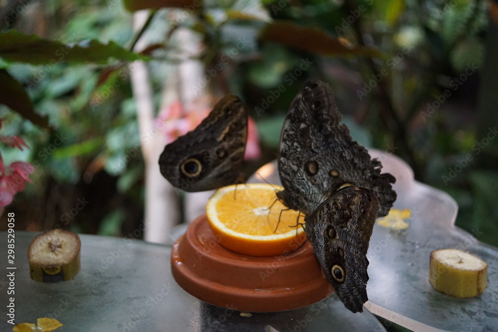 Schmetterlinge am Futter,What Do Butterflies Drink?,How to Feed