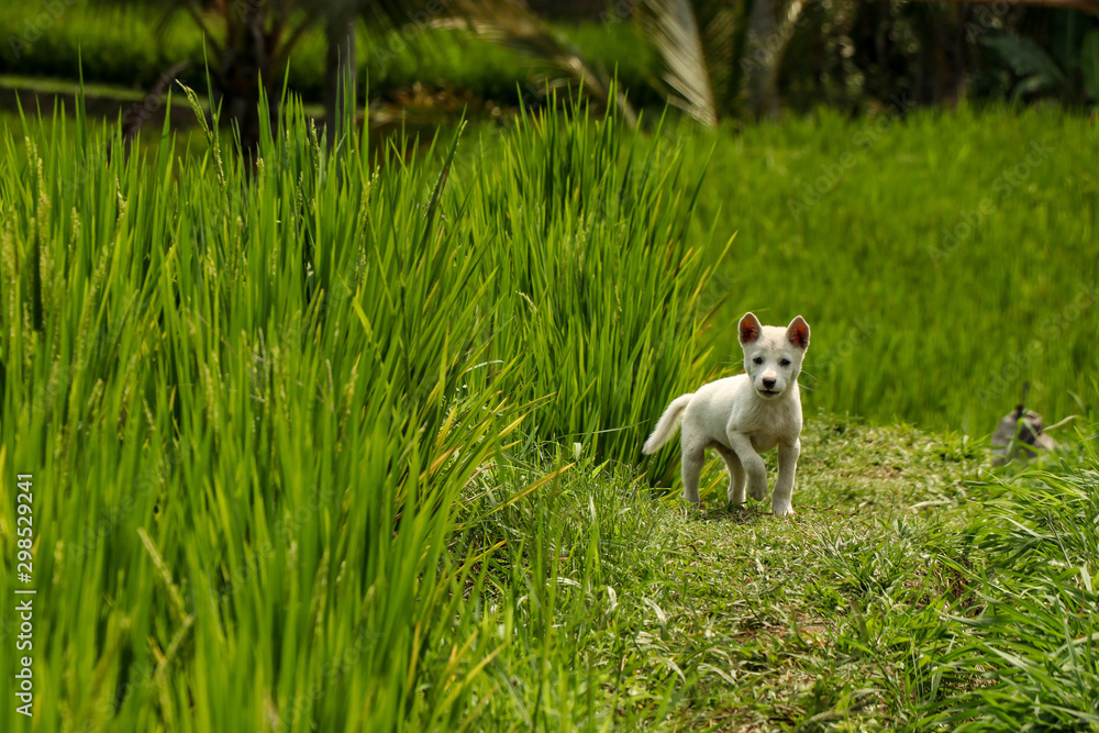 Kintamani Puppy